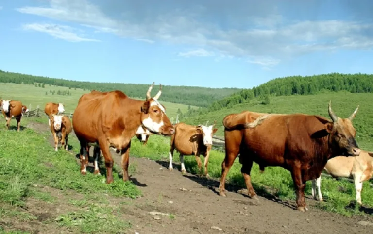 ээмэгжүүлнэ