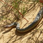 Могойд хатгуулсан үед анхны тусламж үзүүлэх